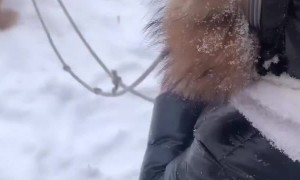 Pup Takes Little Tyke Down Snowy Slope