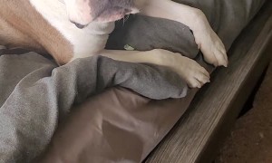 Confronting the Dog Over Chewed Up Remote