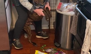 Making Louis the Catahoula Clean up His Trash Mess