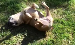 Upside-Down Dog with Lively Legs