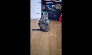 Large Cat Sits Up Like a Person