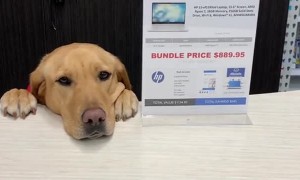 The Best Cashier Ever