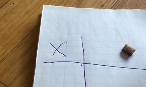 Tik-Tac-Toe with My Cat Teddy