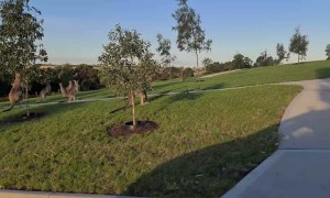 More and More Kangaroos Visit Melbourne Suburb