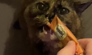 Cat is OBSESSED with  Kitty Gogurt