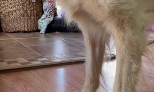 Golden Pounces on Light Dot on Rug