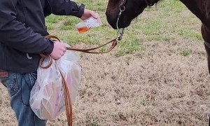 Horses Have Hankering For Fast Food