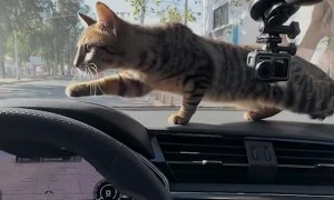 Man Rescues and Adopts Stranded Cat