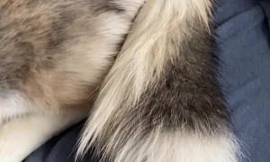 Husky Corgi Mix has Twice the Sass