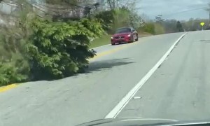 Fallen Tree Can't Stop This Car