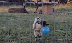 Billy Plays with Blue Ball