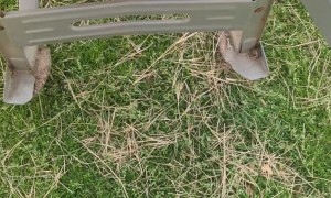 Transporting a Wheelbarrow Full of Baby Goats