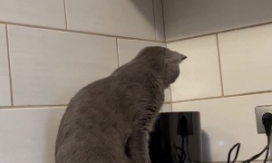 Toaster Startles Kitty Off the Counter