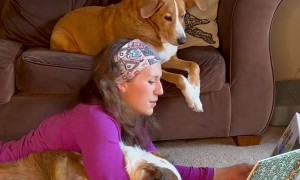 Daring Darby Balances on Woman's Feet