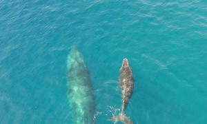 Humpback Whale and Calf in Socorro