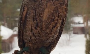 Eurasian Scops Owl Shows off Flexible Neck