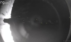Deer Caught Ringing Doorbell by Ring Camera