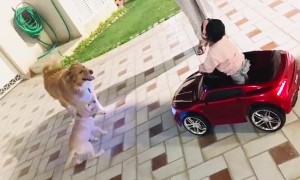 Child in Toy Car Doesn't Want Dogs to Fight