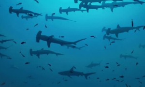 School of Hammerhead Sharks