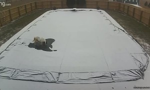 Dog Decides to Take a Load off on Pool Cover During Snow Storm