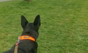 Dogs Reunite After 7-Months of Being Apart