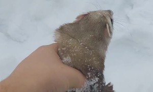 Pet Ferret Plays in the Snow