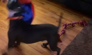 Tug-o-War Rope Interrupts Play Session Between Toddler and Dog