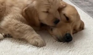Golden Retriever so happy to get a puppy for Christmas