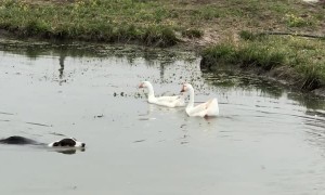 Corgi Probably Won't Catch Any Geese