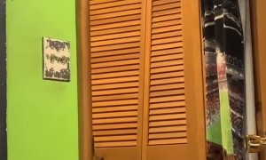 Closet Can't Keep Out Cat