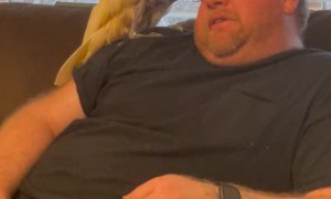 Cockatoo Entertains His Humans