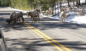 Big Horn Sheep Road Block in Montana