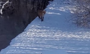 Bengal House Cat Chases After Fox in Backyard
