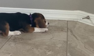 Adorable Beagle Puppy vs. Doorstop