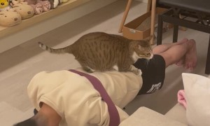 Cat Helps its Owner with Push-Ups