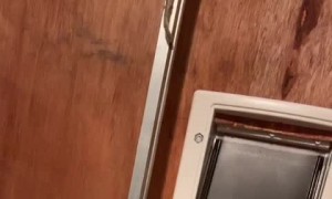 Cat Brings Mom a Special Surprise