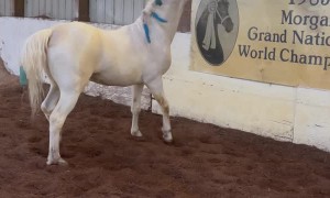 Horse Plays With Yoga Ball