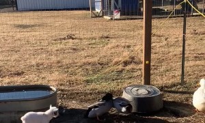 Baby Goat Watches Ducks Duke it Out