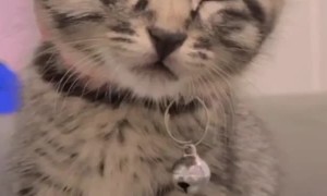 Kitten Dozes Off While Sitting Upright