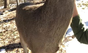 Rescue Deer Visits His Foster Mom