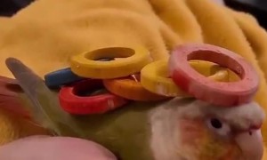 Stacking Wooden Rings on Green Cheeked Conure