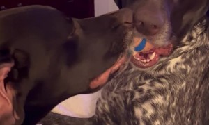 Dogs Fall Asleep Fighting Over Ball