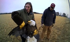 Injured bald eagle rescued from Wisconsin roadside