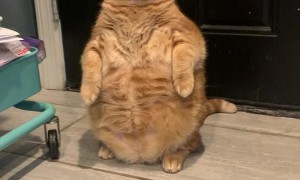 Real-Life Garfield Stands in the Corner