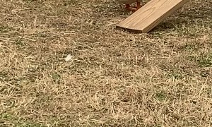 Duck Chases Goat Around the Farm