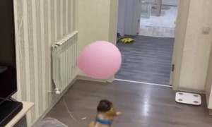 Exercising a Frenchie is Easy with Balloons