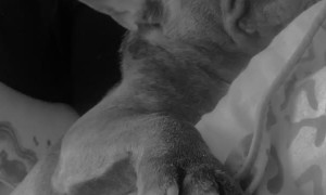 Parrot Pesters Puppy