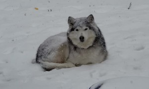 Husky Doesn't Want to Come Inside From Snow Storm