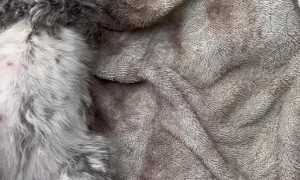 Couple Saves Squirrel From Drowning