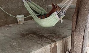 Dog Hangs Out in Hammock